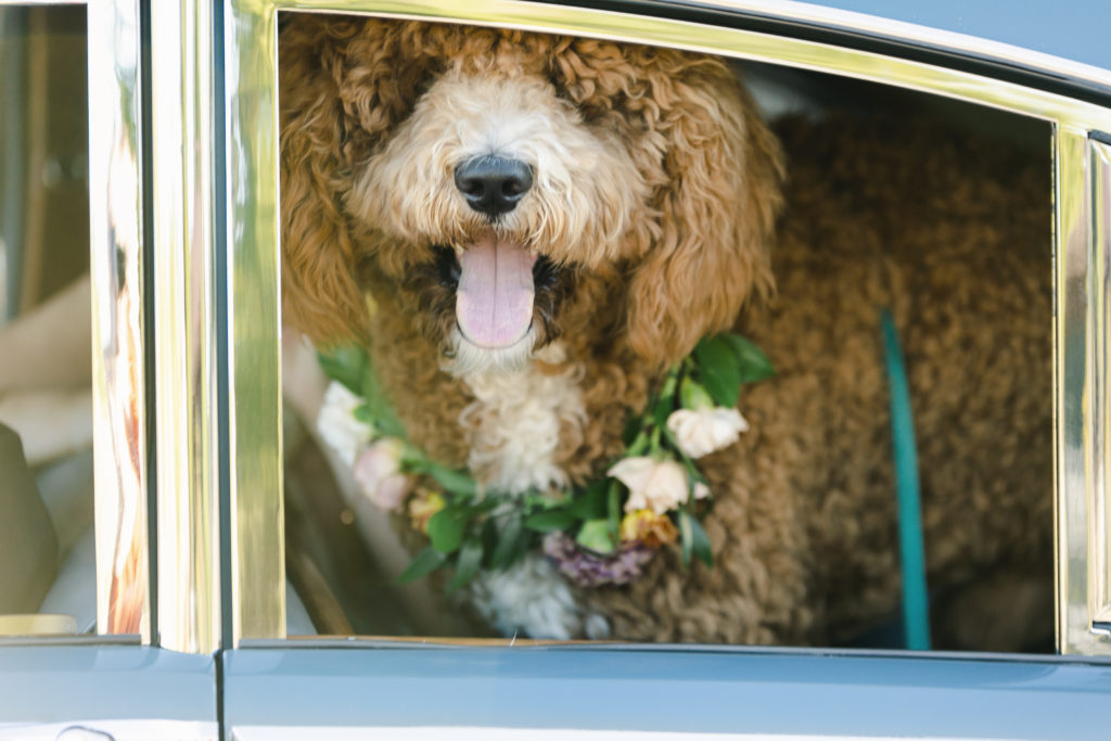 dog-collar-wedding