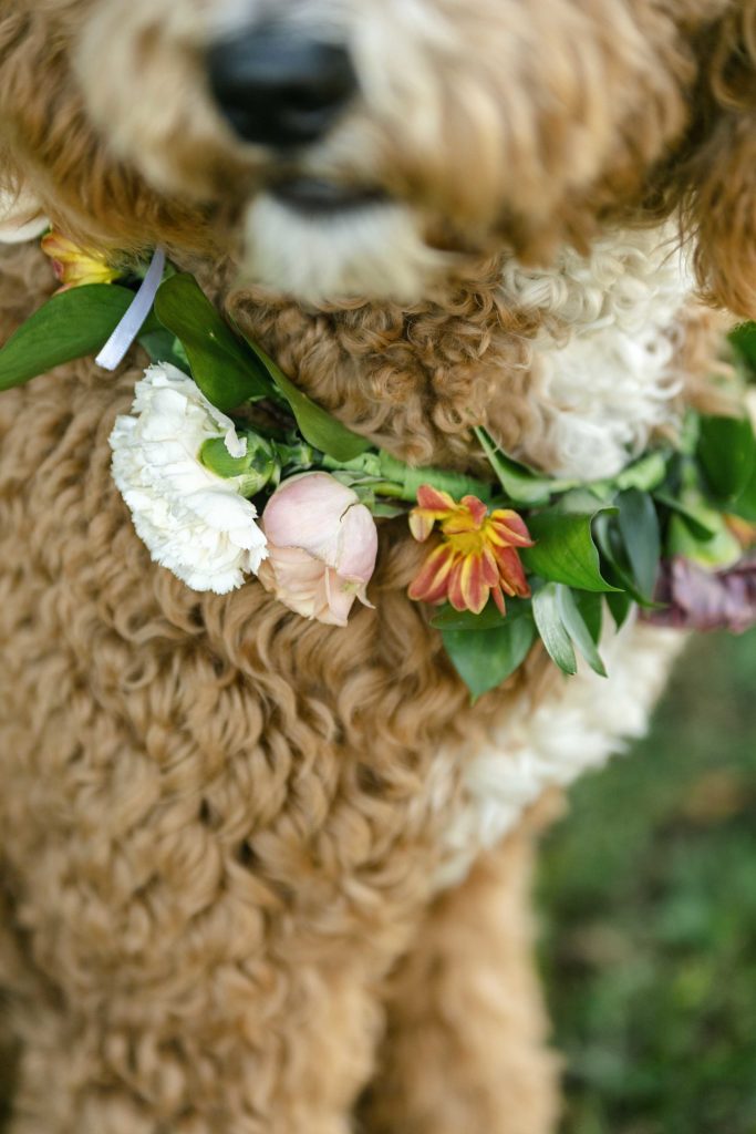 dogs-in-weddings