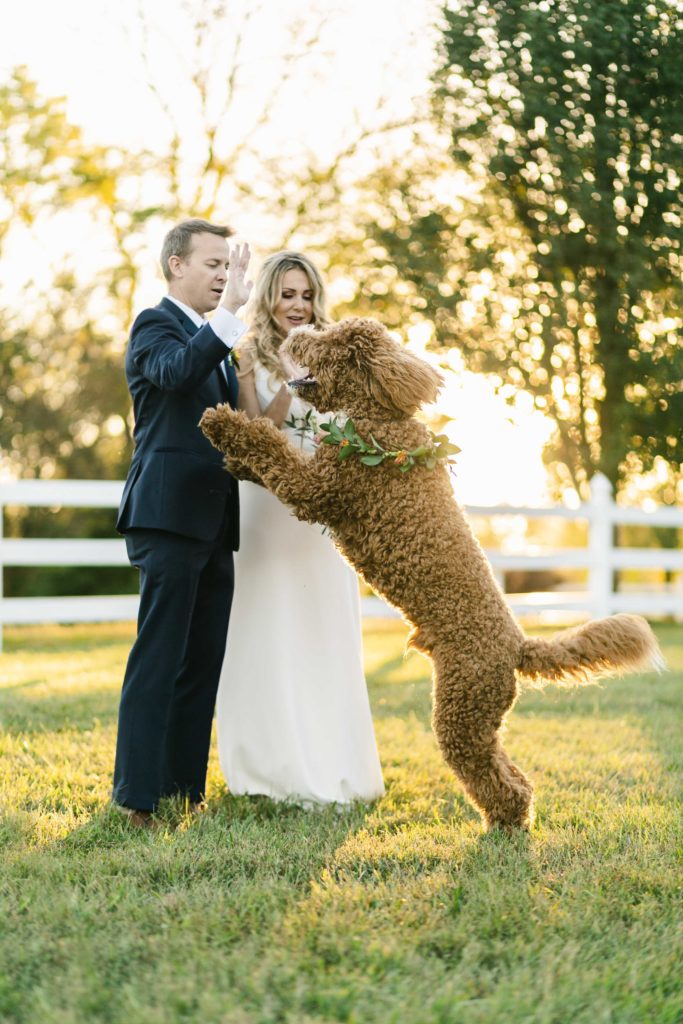 dogs-in-weddings-nashville