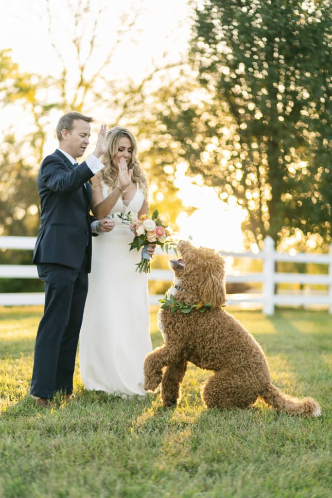 wedding-pics-dogs